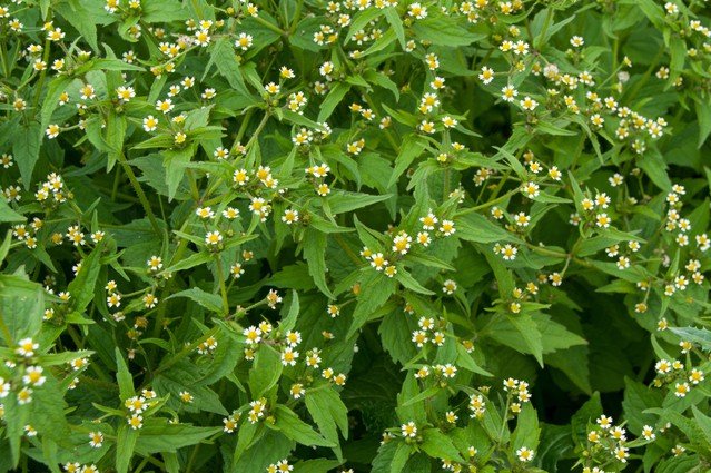キク科　コゴメギク属初夏から秋にかけて、道端などに生える菊。高さは10〜40㎝ほどで、直径が5㎜ほどで、真ん中の部分は黄色、花びらが白い小さな花は、よく見るとかわいらしい。明治以降に日本に入ってきた外来種。