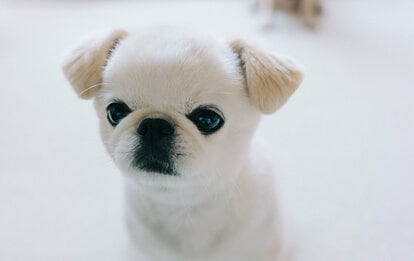 画像あり】フォロワー数14.6万! 令和の超人気犬「おもちくん」。俳優