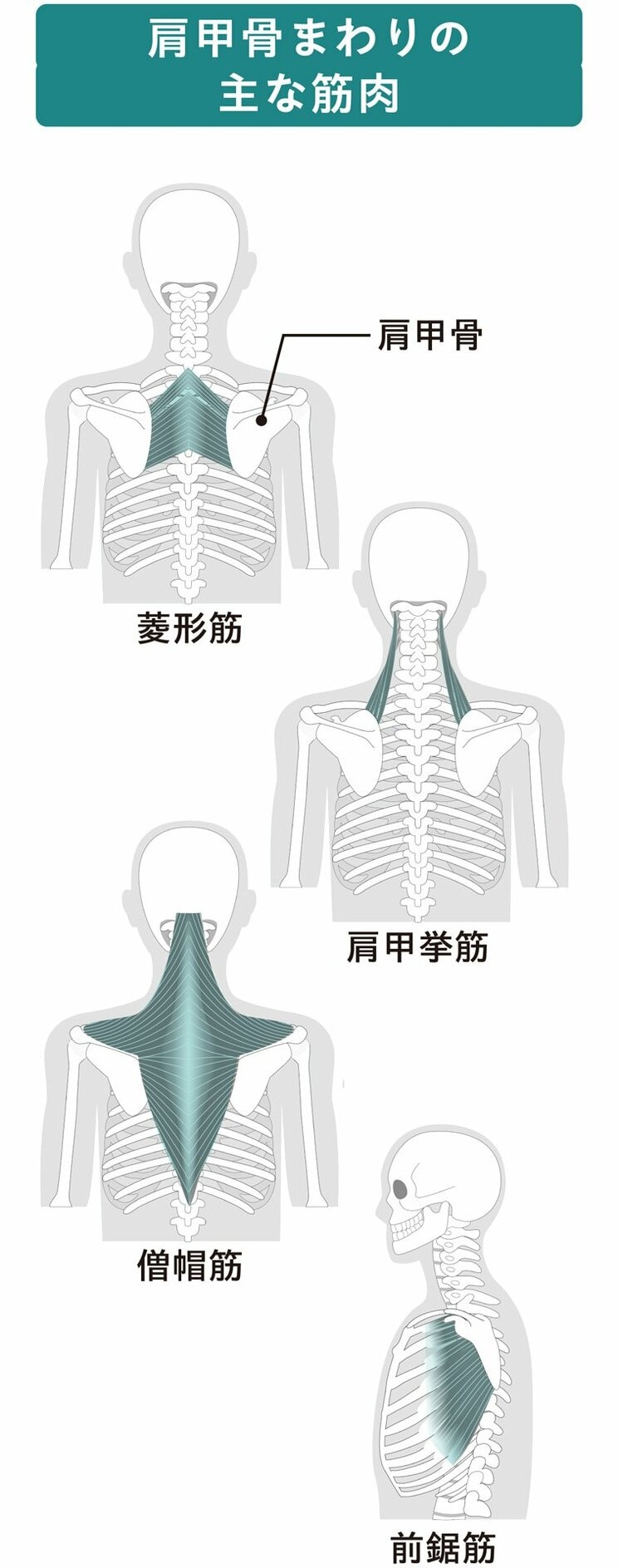 日本人のほとんどがカチカチ…肩こり、頭痛はもちろん、肩甲骨まわりをユルめるだけで改善する７つのやっかいな症状_1