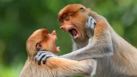 SNSのマウンティングは上下関係が曖昧な猿の喧嘩と同義である…けれどマウンティングには敗北しかないという確率論的理由とは