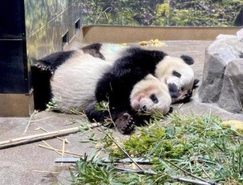 上野のパンダ（写真／PhotoAC）