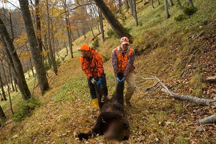 【ヒグマ猟に密着】「倒れていても襲ってくるから絶対油断するな」ベテラン猟師も驚く今年のクマの異常な多さ。クマの驚きの生命力と習性とは【2023クマ記事 5位】_8