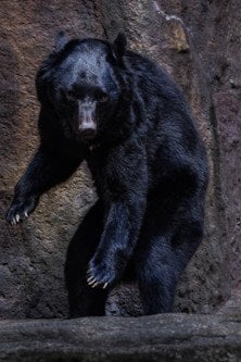 《クマ溺死に岩手県が指導》「銃だと家畜が驚いて農家も嫌がる…」“安全考慮”だけではない町の事情と相次ぐ苦情電話…今後の対策は？_2