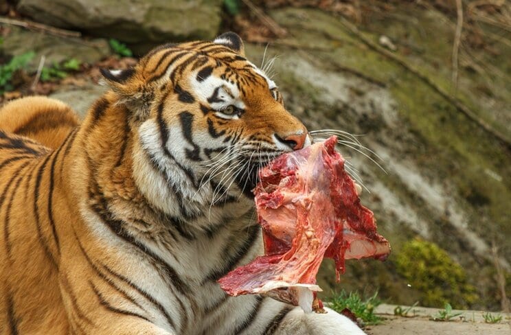 晩年の秀吉が食した虎肉(写真/shutterstock)