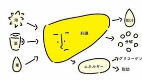 貧血になると氷が欲しくなる? 脂肪肝にならないためには体重の10%を減らす? 健康のため知っておきたい予防医学の知識