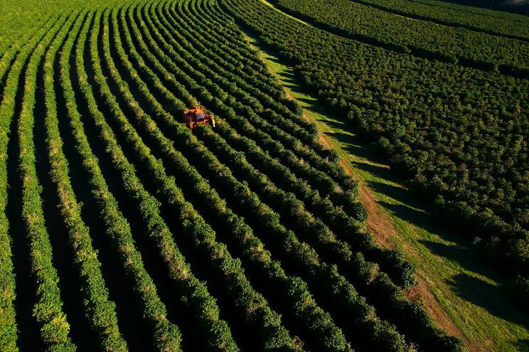 ブラジルのコーヒー農園。写真はイメージです（写真／Shutterstock）