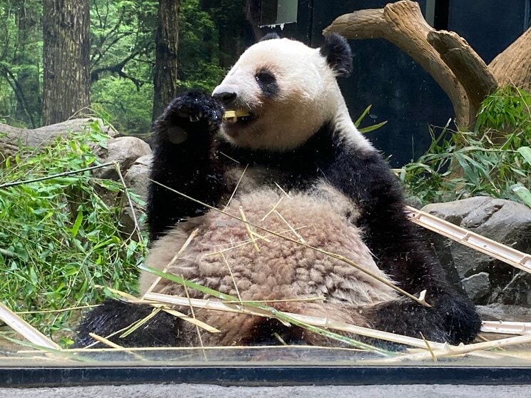 パンダ（PhotoAC）