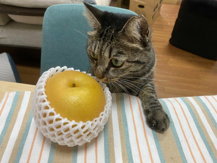 虐待で3本足になった保護猫・しじみちゃんと漫画家の幸せな日々_12