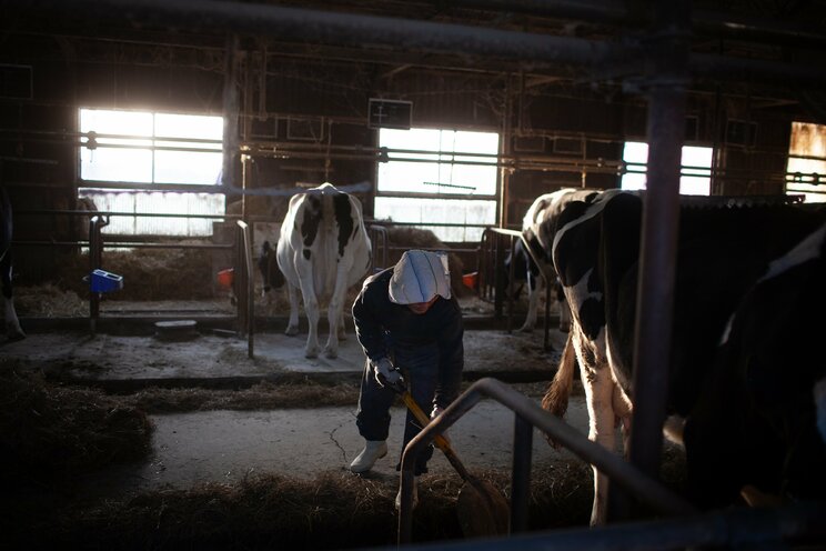 〈東日本大震災から13年〉「元気でないよ」原発事故で飼っていた牛を殺処分した福島県浪江町の酪農家一家は今。別の街に行けば「放射能が来た」と陰口を言われたことも_7