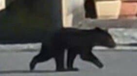 「殺処分以外の方法はないのか?」こども園近くに子グマ出没…兵庫県内初の緊急銃猟に非難の声…自治体は「幼獣でも人を殺傷する能力はあります」