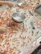 かつて夏祭りの定番だった金魚すくい