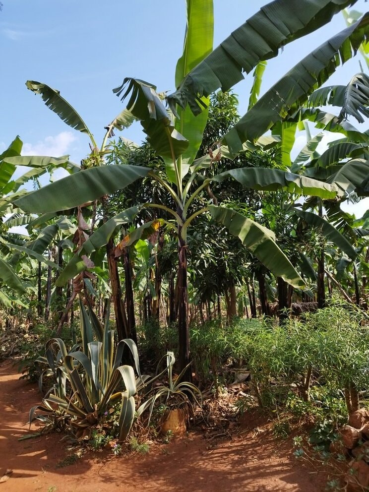 単一栽培として植えられたバナナ農場