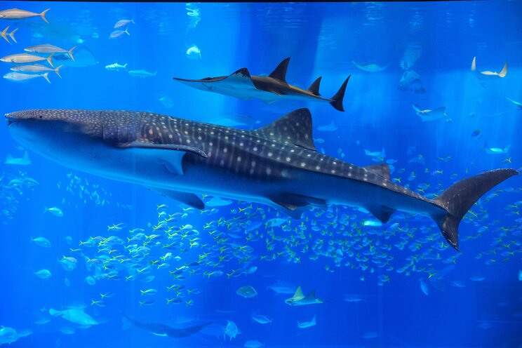 めったに人は襲わない、寿命500年、人工子宮で育成…沖縄美ら海水族館に聞いた知られざるサメの生態_02