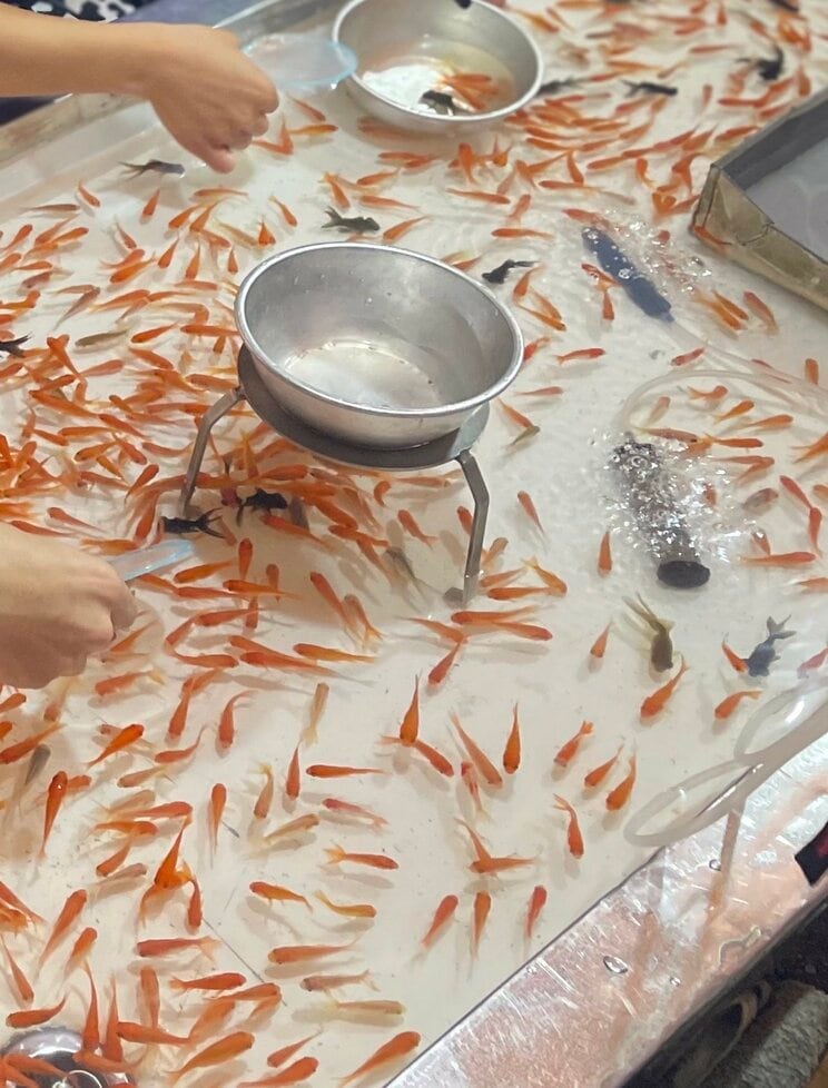 かつて夏祭りの定番だった金魚すくい