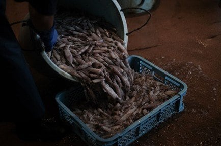 2024年に福島の小名浜漁港を取材した際の海産物（撮影／Soichiro Koriyama）