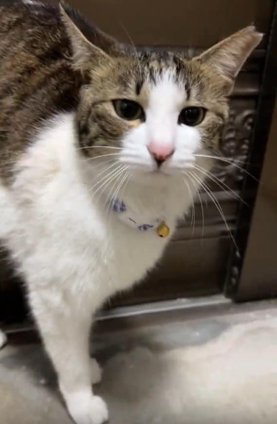 首輪をつけることに成功