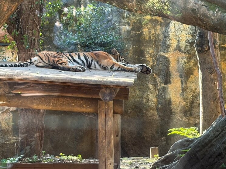 〈旧パンダ舎は解体へ〉入園者2割減…次の主役はハシビロコウ？ 副園長が語った上野動物園の今「またパンダ飼育にチャレンジしていければ」_15