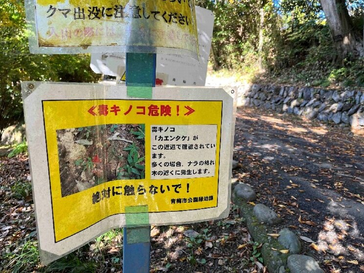 〈大発生〉「猛毒の赤いキノコが“東京”の公園に」手足のしびれに、小脳萎縮も…ヤバすぎる「カエンタケ」現地レポート「すぐそばに子どもが…」_6