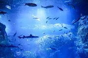 日本屈指の“カオス”な水族館とは？ 元飼育員＆荒俣宏がこっそり明かす水族館のただならぬ「裏側」