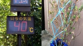 「今さら何を観察しろと?」朝顔、ミニトマトが猛暑で夏休み前に力尽きる…小学生の宿題に異変「教材としてうまく育てるのが難しい状況にある」と専門家、保護者も困惑
