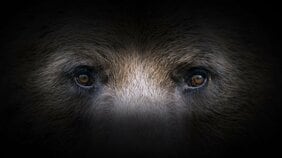 〈日本クマ事件簿〉腹部をえぐった爪痕が…逃げても逃げてもヒグマは追いかけてくる。「福岡大ワンダーフォーゲル」3日で6回襲撃の惨劇