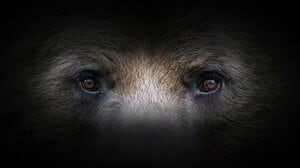 〈日本クマ事件簿〉腹部をえぐった爪痕が…逃げても逃げてもヒグマは追いかけてくる。「福岡大ワンダーフォーゲル」3日で6回襲撃の惨劇