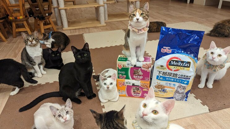 “シャーシャー猫”限定「最強の保護猫譲渡会」が大バズ！「心を開いてくれる瞬間がたまらない」の声。保護猫の殺処分は10年で10分の1も、主催者は「データ上では減ったように見えますが…」_8