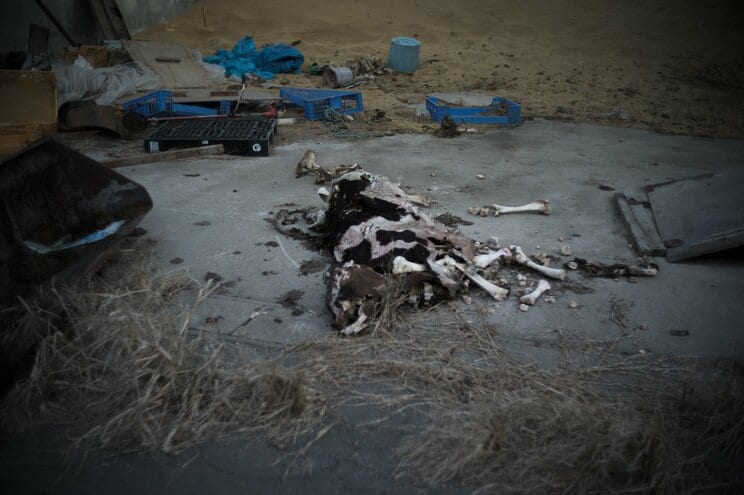 〈写真で振り返る東日本大震災〉「牛、殺してから行くっぺ」原発事故により乳牛を置いていかざるを得なかった福島県浪江町の酪農家夫婦の決断。それでも牛を忘れられず…_23
