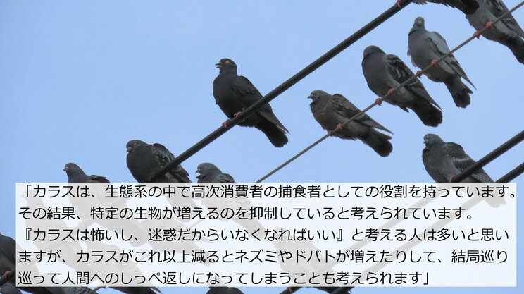 東京都心のカラスが激減、ピーク時約1万8000羽が2割に…ゴミ被害は減るが生態系への影響も？　専門家が警鐘を鳴らす「意外なしっぺ返し」_7