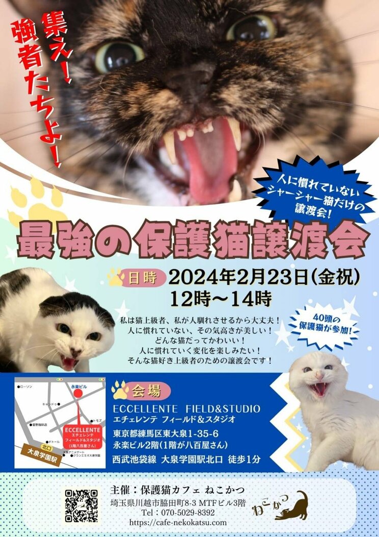 “シャーシャー猫”限定「最強の保護猫譲渡会」が大バズ！「心を開いてくれる瞬間がたまらない」の声。保護猫の殺処分は10年で10分の1も、主催者は「データ上では減ったように見えますが…」_11