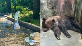 《東京・上野の夏に異変》猛暑で動物たちもぐったり「豪邸にあるじゅうたんかな？」氷を使ったイベントもまさかの大惨事