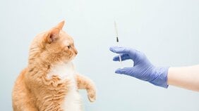 猫の寿命が大幅に延びるAIM薬リリース前夜…スムーズに創薬が進んでいる理由とは