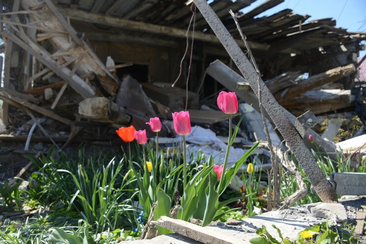 空爆された街の廃墟に咲くチューリップ