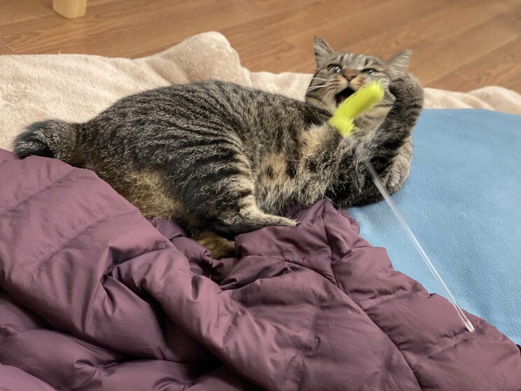 虐待で3本足になった保護猫・しじみちゃんと漫画家の幸せな日々_15