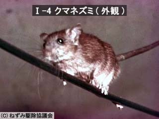 クマネズミ