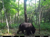OSO18は2023年に駆除された