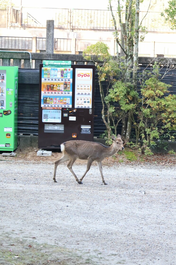 奈良公園内に「しかせんべい」の自販機登場で、露天のおばちゃんたちが廃業の危機!?_12