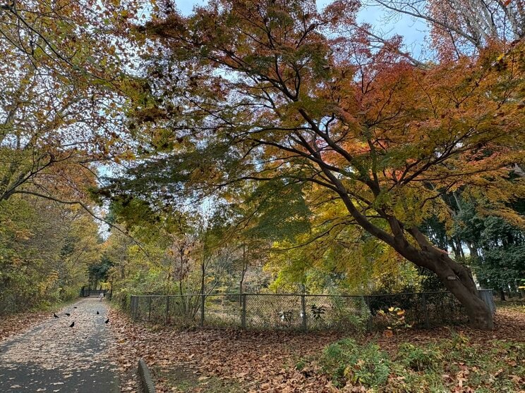 エサを貰えると勘違いしたのかじわじわと寄ってくるカラス（写真／集英社オンライン）