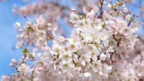 〈風俗嬢の人気源氏名ランキング〉総勢41万人の頂点は⁉ その納得の理由と、日本人が江戸時代の遊女から受け継いできたもの 