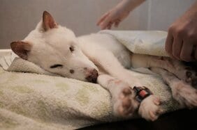 〈約20%の飼い主が60代以上〉人間と愛犬の間にもある深刻な“老老介護”問題「この子はがんばったね」老犬ホームスタッフが語る高齢犬の“お見送り”