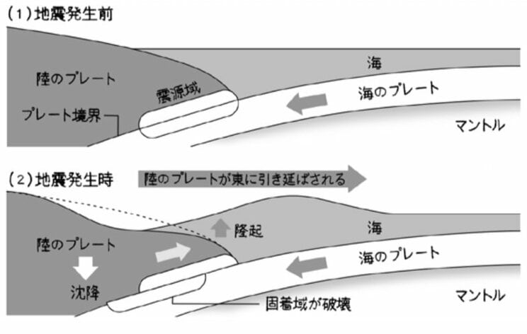 図１：陸のプレートと海のプレートの地震発生前後の位置関係。鎌田浩毅『首都直下　南海トラフ地震に備えよ』（SB 新書）より。（『「地震」と「火山」の国に暮らすあなたに贈る 大人のための地学の教室』より）イラスト：田渕正敏