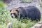 〈4人死亡のクマ襲撃事件〉ツキノワグマは人間も食べる…秋田で起きた惨劇とマタギが目撃した“肉食グマ”の実態「クマは共喰いするんさな」_9