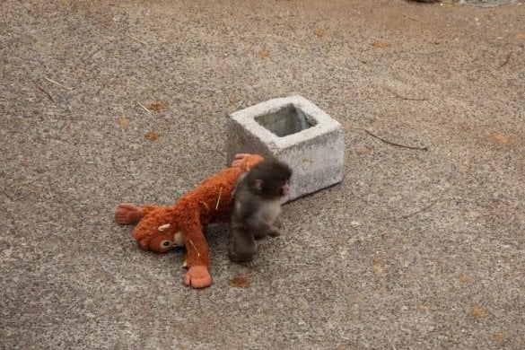 オランママを連れて歩くパンチくん(写真/市川市動植物園提供)