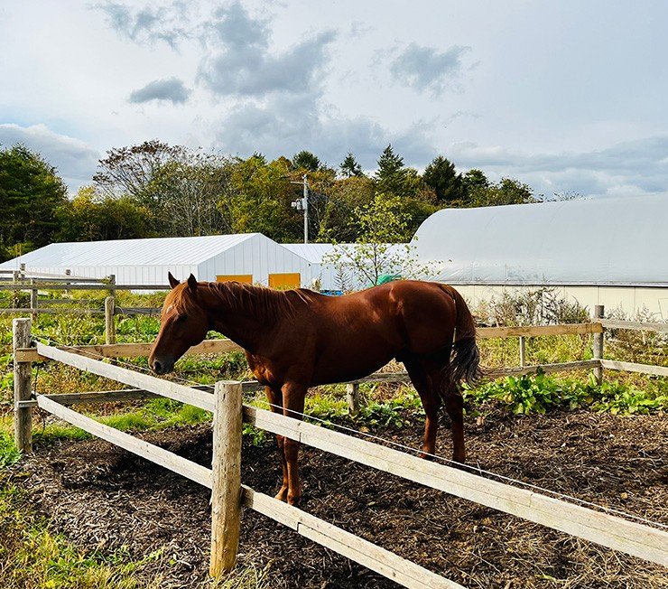 “馬の世界を旅して実感した「社会は変えられる」”『セカンドキャリア　引退競走馬をめぐる旅』片野ゆかインタビュー_4