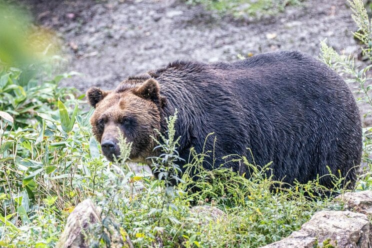 〈4人死亡のクマ襲撃事件〉ツキノワグマは人間も食べる…秋田で起きた惨劇とマタギが目撃した“肉食グマ”の実態「クマは共喰いするんさな」_8