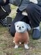 【画像あり】フォロワー数14.6万! 令和の超人気犬「おもちくん」。俳優・高橋一生ともCM共演した癒し満載のキュートな素顔に接近!_27