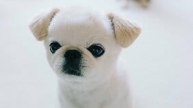 【画像あり】フォロワー数14.6万! 令和の超人気犬「おもちくん」。俳優・高橋一生ともCM共演した癒し満載のキュートな素顔に接近!