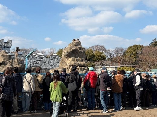 パンチくんを一目見ようと多くの来場者がサル山を訪れる（撮影／集英社オンライン）