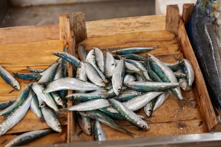 日本の食卓に欠かせない大衆魚「イワシ」