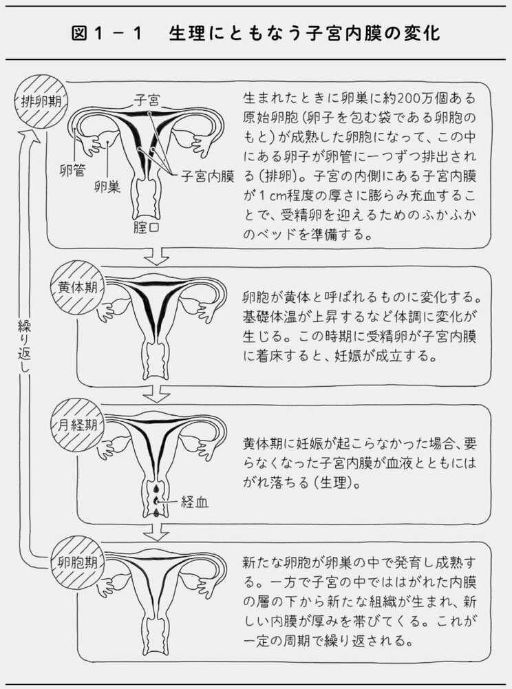 スポーツに打ち込む娘の生理が止まったら…「出血がないことそのものは問題ではない」NHKで人気の産婦人科医が指摘する生理不順＆無月経の本当の問題点_2